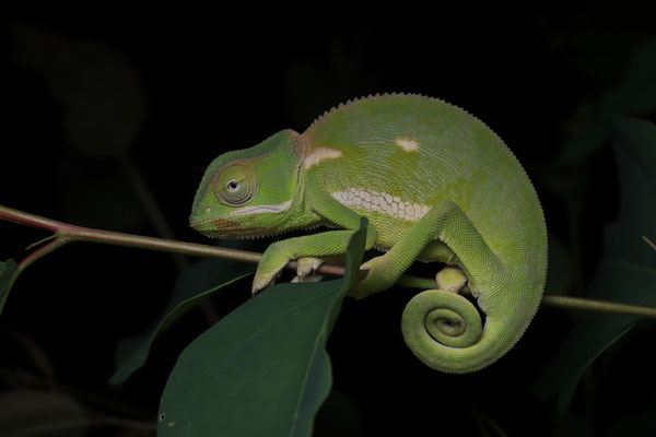 Flap-necked Chameleon (Chamaeleo dilepis) 