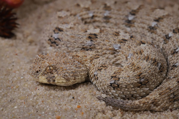 Namaqua Dwarf Adder (Bitis schneideri)