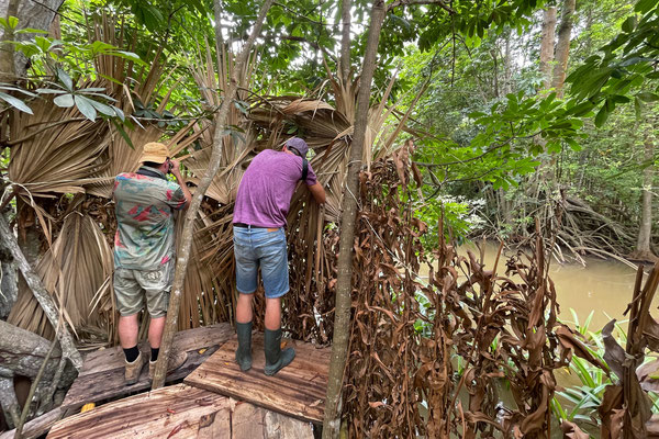 Sneaky bird photography at what is probably the best place in the world to see Agami Heron.