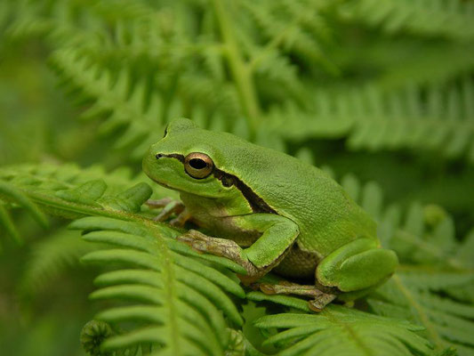 Eastern Tree Frog (Hyla orientalis)