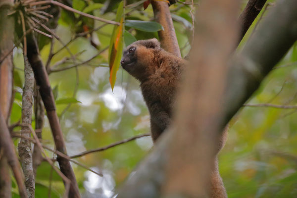 Golden Bamboo Lemur (Hapalemur aureus)