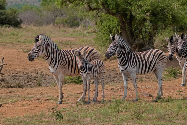 Zebras (Equus quagga)