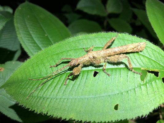 Stick insect (Prisopus sp.)