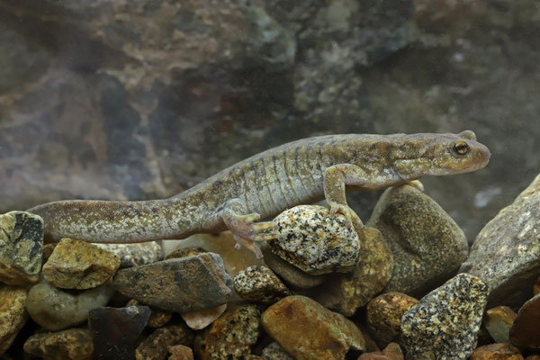 Central Asian Salamander (Ranodon sibiricus)