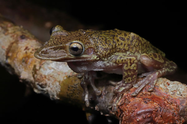 Mexican Shovel-headed Treefrog (Triprion spatulatus)
