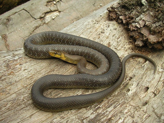 Aesculapian Snake (Zamenis longissimus), Austria, August 2014
