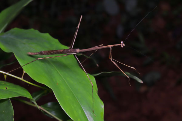 Praying Mantis (Leptocola sp.)