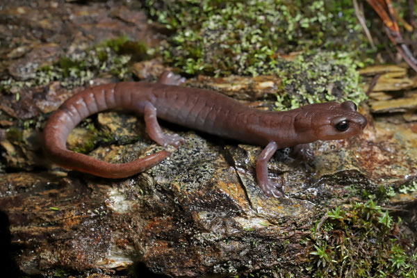 Muscular Salamander (Pseudoeurycea papenfussi)