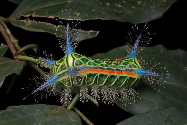 Vibrantly coloured caterpillar (Limacodidae)
