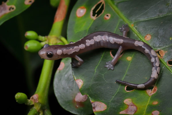 Oaxacan Mushroomtongue Salamander (Bolitoglossa macrinii)