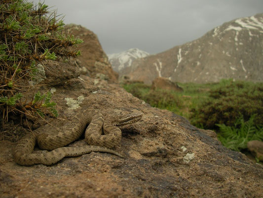 Caucasian Pit Viper (Gloydius caucasicus) in habitat.