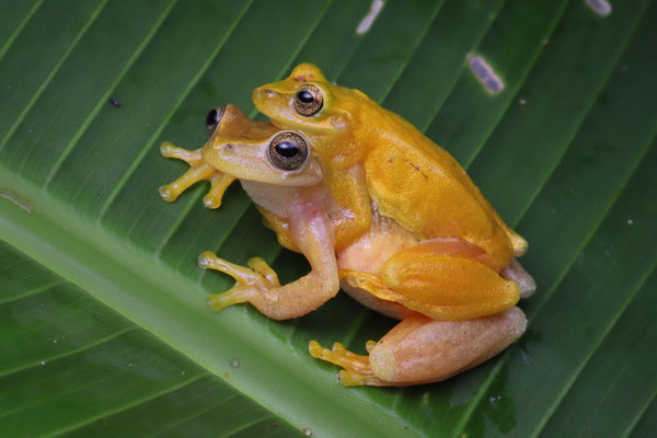 Couple of Sumichrast's Treefrog (Exerodonta sumichrasti) in amplexus