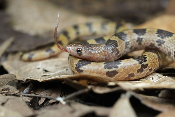 Blotched Hooknose Snake (Ficimia publia)