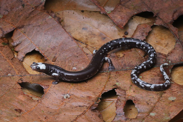 White-headed Worm Salamander (Oedipina carablanca) 