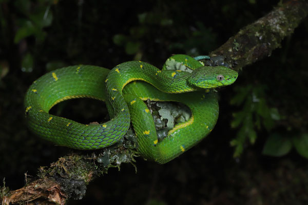 Side-striped Palm Pitviper (Bothriechis lateralis)