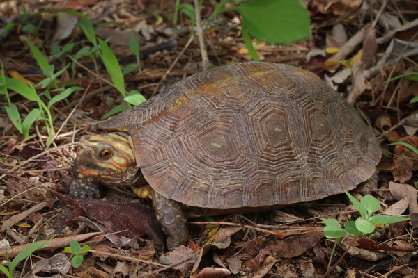 After rain the terrapins also become active and we rescued several of busy roads. The most special terrapin was this Mexican Spotted Wood Turtle (Rhinoclemmys rubida).