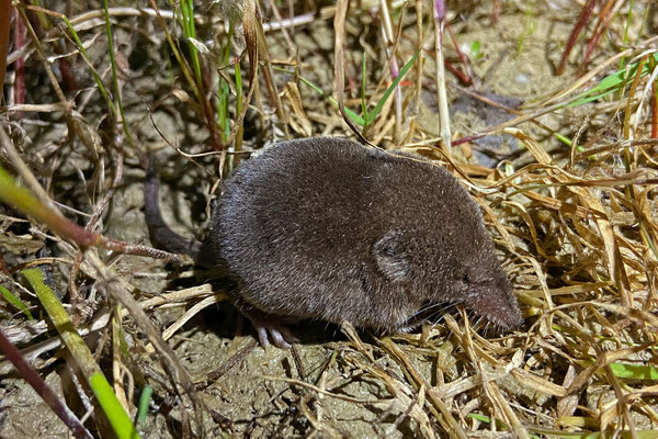 Greater White-toothed Shrew (Crocidura russula)