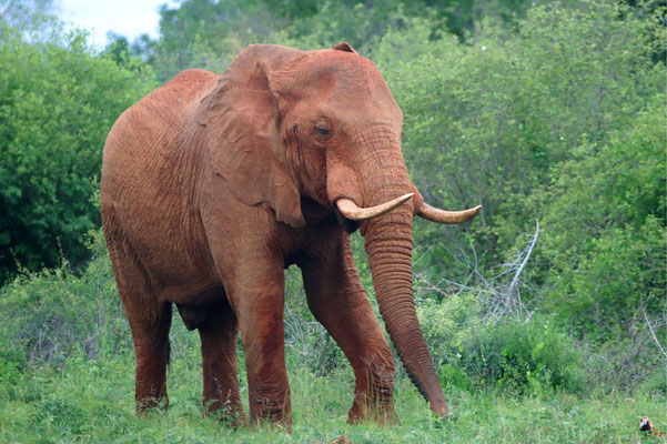 Elephant (Loxodonta africana) © Rick Middelbos