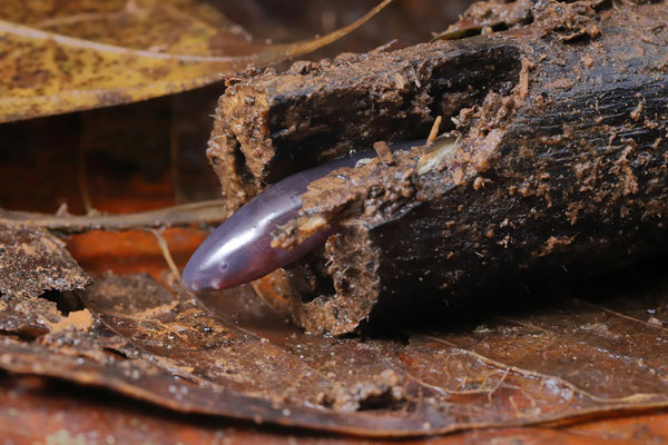 Pacific Slender Caecilian (Dermophis occidentalis)