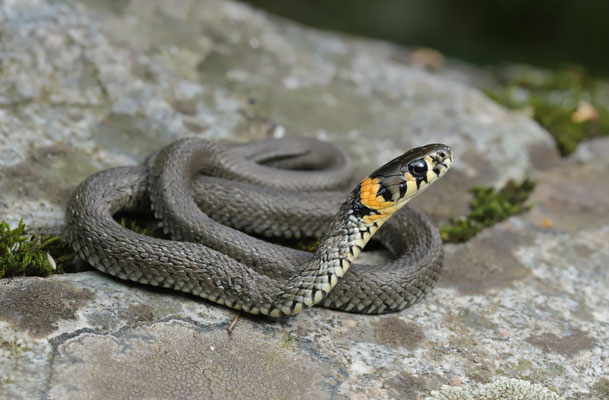 Grass Snake (Natrix natrix scutata)