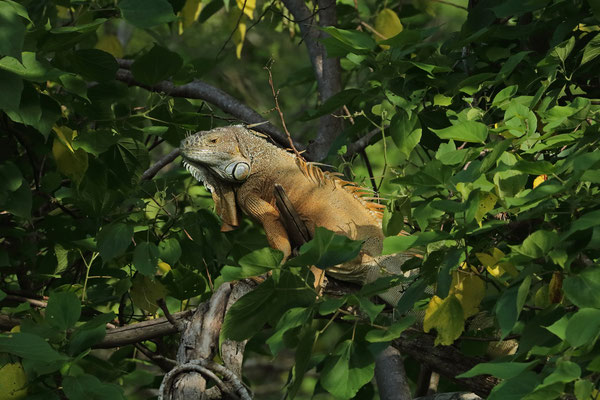 Green Iguana (Iguana iguana)