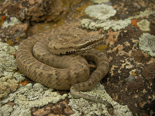 Caucasian Pit Viper (Gloydius caucasicus)