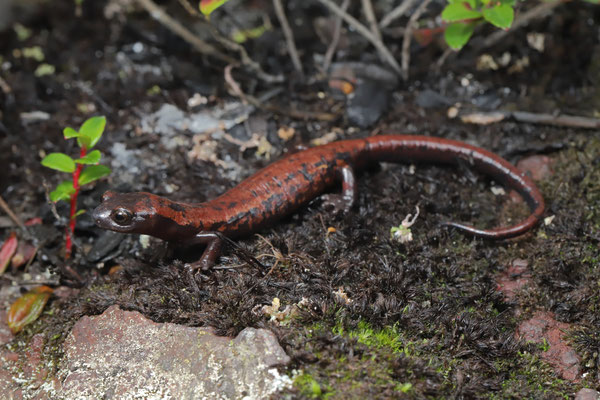 Montane Webfoot Salamander (Bolitoglossa subpalmata)