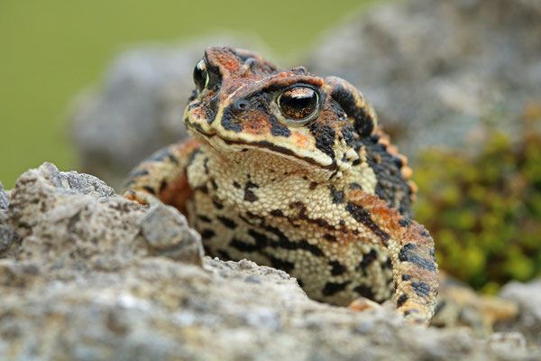 Bocourt's Toad (Incilius bocourti) 