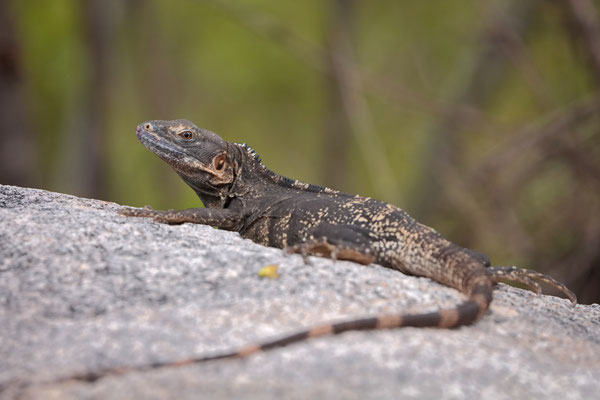 Western Spiny-tailed Iguana (Ctenosaura pectinata)