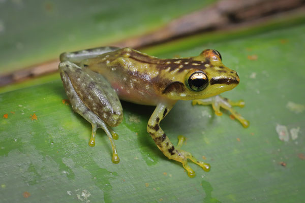 Beautiful Waterfall Pandanus Frog (Guibemantis rianasoa) 