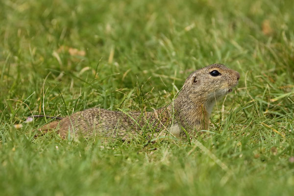 European Ground Squirrel (Spermophilus citellus)