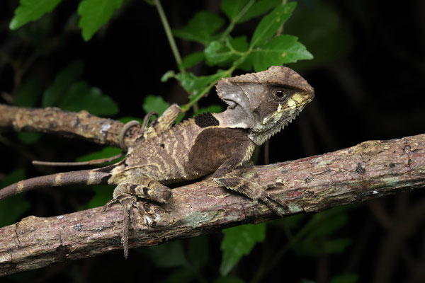 Hernandez's Helmeted Basilisk (Corytophanes hernandesii) juvenile