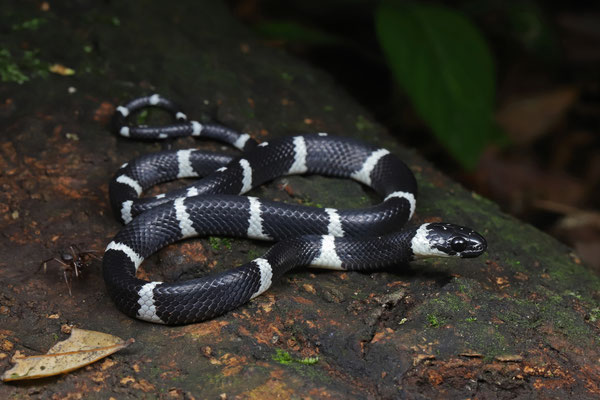 Banded Snail Sucker (Tropidodipsas fasciata)