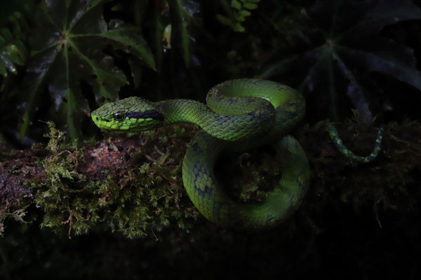 Yellow-blotched Palm Pitviper (Bothriechis aurifer)