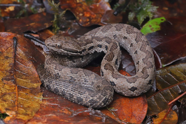 Godman's Montane Pitviper (Cerrophidion godmani)