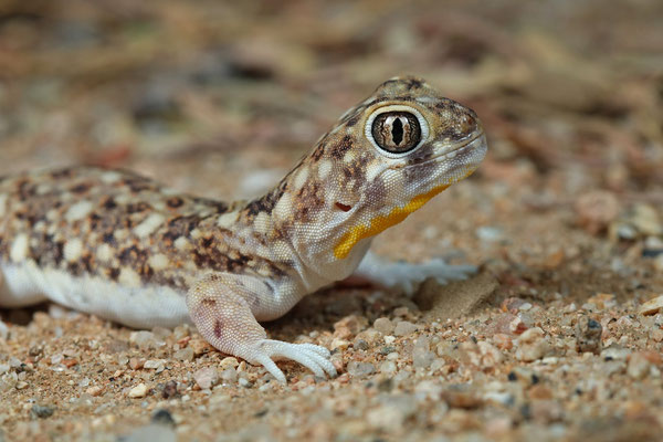 Spotted Barking Gecko (Ptenopus garrulus) displaying the beautiful yellow throat patch.