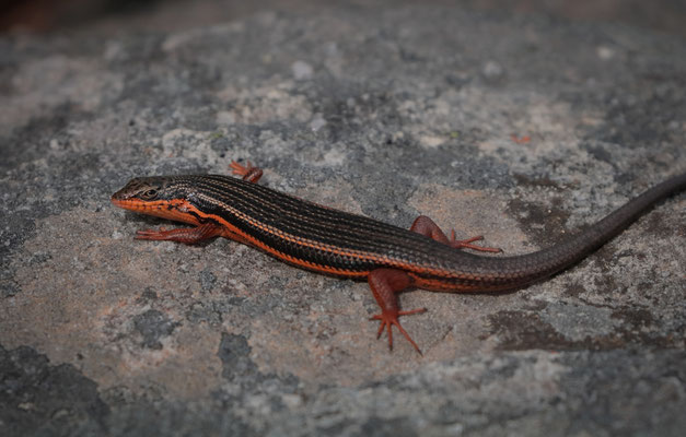 Red-sided Skink (Trachylepis homalocephala)