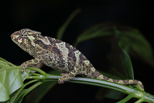 Rwenzori Three-horned Chameleon (Trioceros johnstoni) juvenile