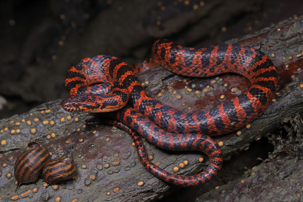 Mangrove Cat-eyed Snake (Leptodeira rubricata)