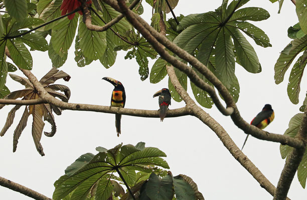 Collared Araçari (Pteroglossus torquatus)