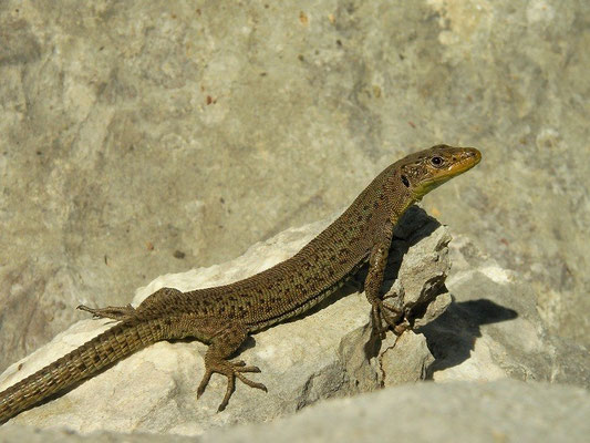 Mosor Rock Lizard (Dinarolacerta mosorensis), Durmitor, Montenegro, July 2012