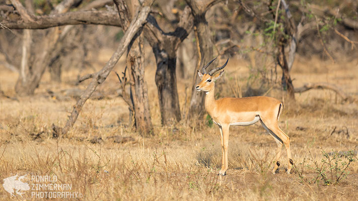  Impala (Aepyceros melampus) 