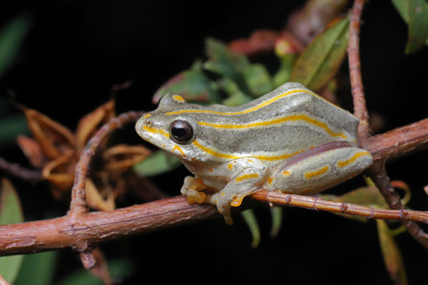 Marbled Reed Frog (Hyperolius marmoratus)