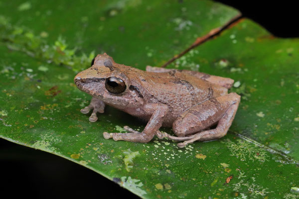Common Rain Frog (Craugastor fitzingeri)