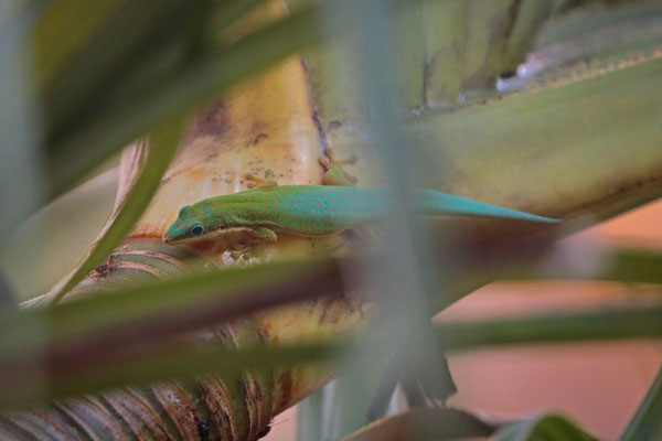 Morondava Day Gecko (Phelsuma hielscheri)