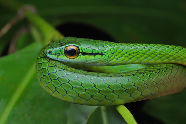 Satiny Parrot Snake (Leptophis depressirostris) 