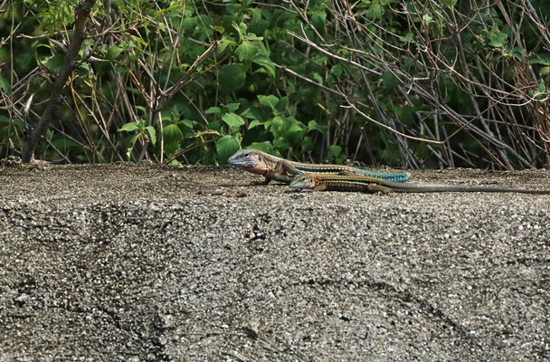 Blackbelly Racerunner (Aspidoscelis deppii) courtship