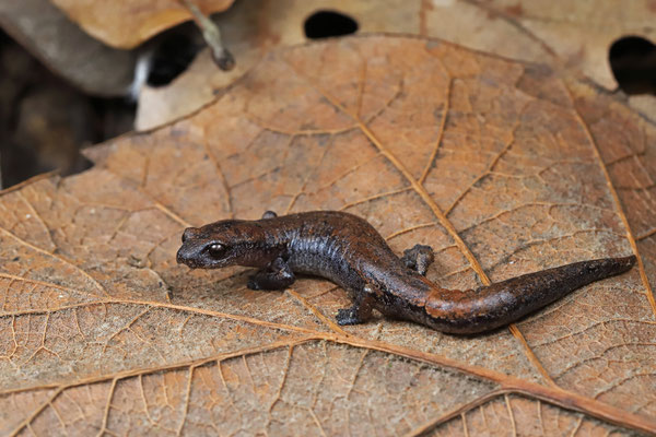 Hartweg's Mushroomtongue Salamander (Bolitoglossa hartwegi)