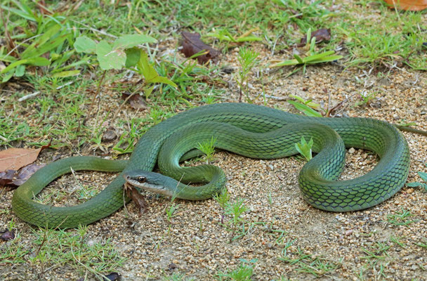 Cloud Forest Parrot Snake (Leptophis modestus) 