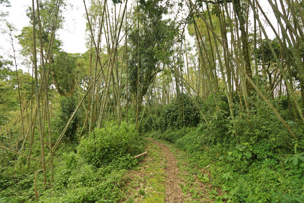 Bamboo zone